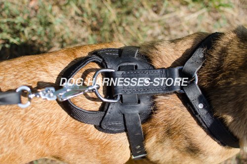 Leather Dog Harness for Cane Corso UK