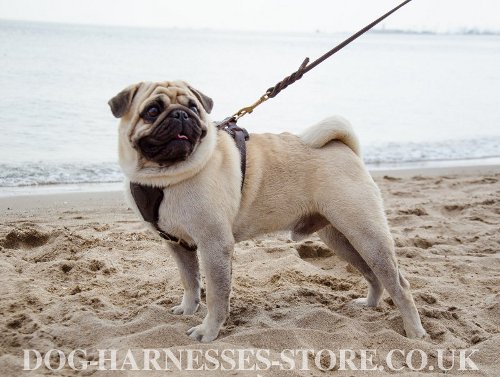 Leather Harness for Pug UK