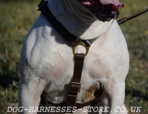 English Bull Terrier Harness for Sale