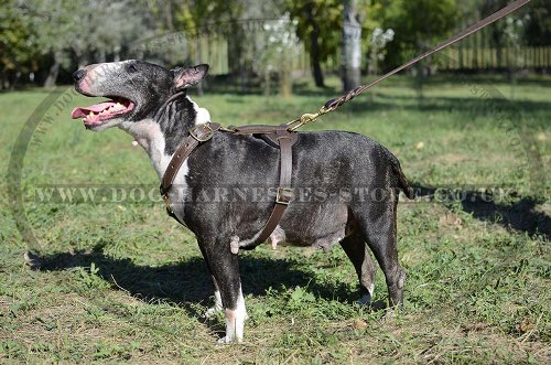 English Bull Terrier Leather Harness