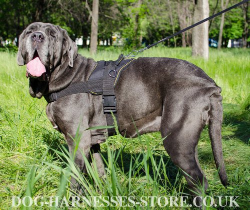 Mastiff Dog Harness UK