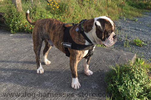 Dog Harness for Ambull