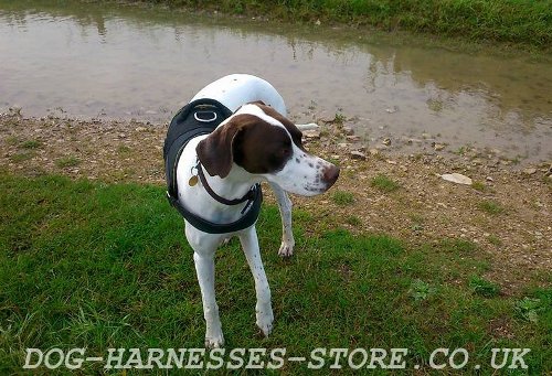 English Pointer Dog Harness UK