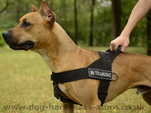 Training Dog Harness