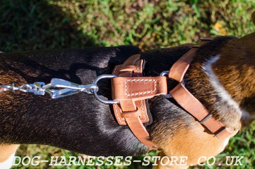 Puppia Harness for Beagle