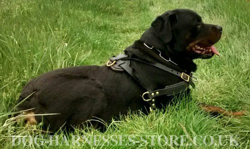 Rottweiler Harness for Sale UK
