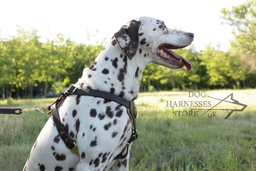 Dog Harnesses UK
