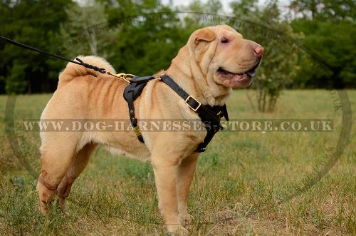 Shar Pei Dog Harness UK