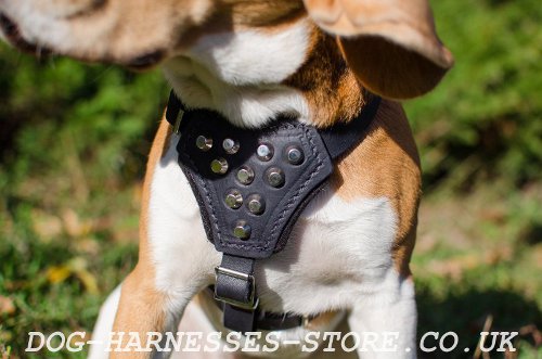 Harness for Beagle