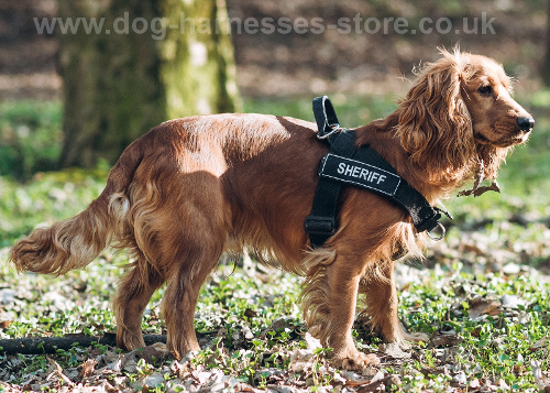 Adjustable Dog Harness for Spaniel