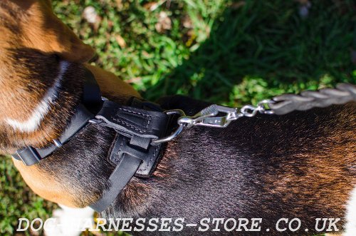 Dog Harness for Beagle