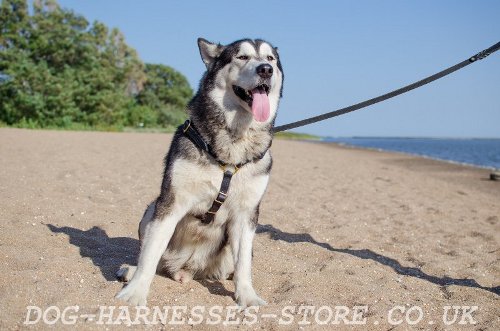 Tracking Dog Harness UK