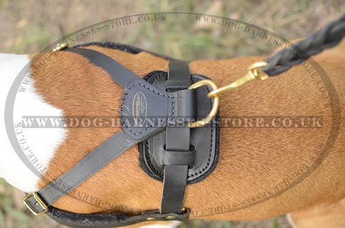 Weight Pulling Dog Harness for Amstaff UK