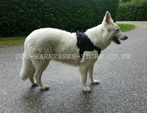 White Swiss Shepherd Dog UK