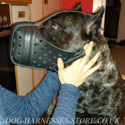 Cane Corso Dog Muzzle