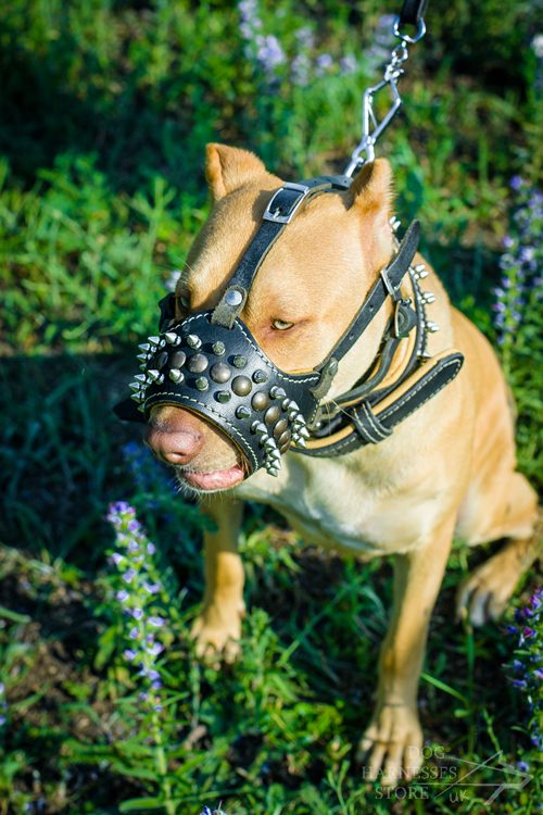 Pitbull in Designer Dog Muzzle
