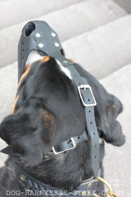 Dog Muzzle Training UK