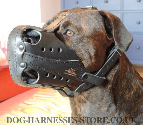 Leather Dog Muzzle for Alano Dog