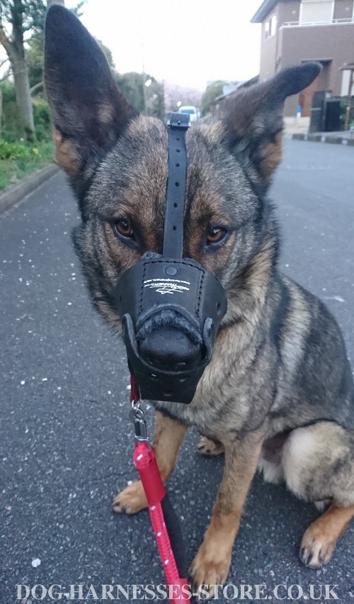 Leather Dog Muzzles for Sale