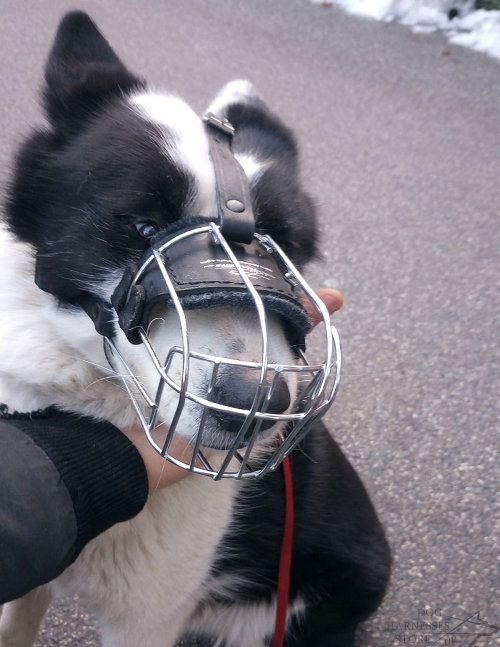 Lightweight Wire Basket Dog Muzzle