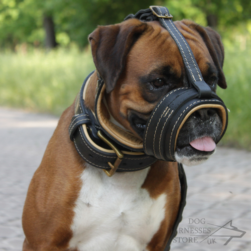Boxer Wearing Padded Dog Muzzle