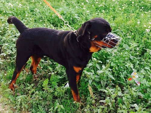 Rottweiler with a Muzzle