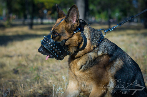 GSD in Spiked Dog Muzzle