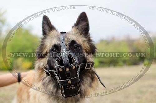 How to Teach Your Dog to Wear a Muzzle