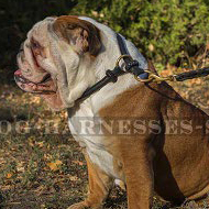 Rolled Leather Dog Collar in Original Design for British Bulldog