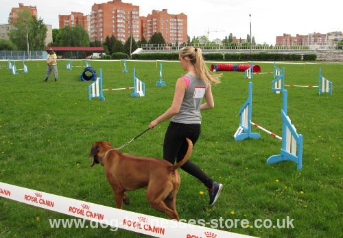 Fast
Track Dog Training UK