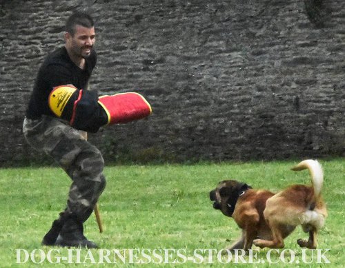 Malinois Training Gear for IGP