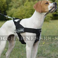 Bestseller! English Pointer Harness of Nylon with Patches