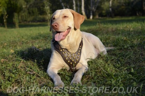 Labrador Therapy Dog