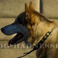 Husky Dog Collar for Walking of Narrow Leather with Round Studs