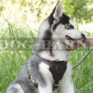 Husky Pup Harness of Leather with Small Chest Plate for Walking