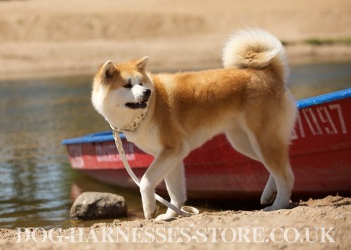 Japanese Akita Inu Collar