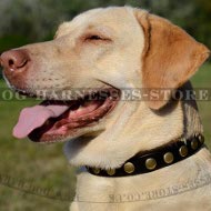 Labrador Collar Leather of Narrow Width with Row of Brass Studs
