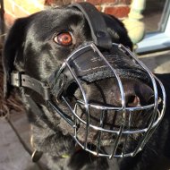 Labrador Muzzle of Wire for Every Day, Super Comfort and Safety