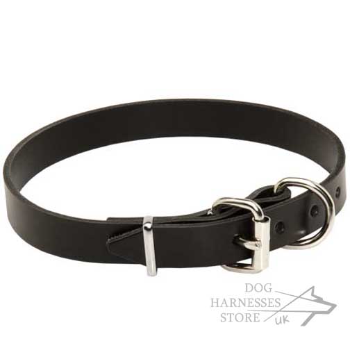 Leather Dog Collar for Walks | Affordable Leather Collar UK