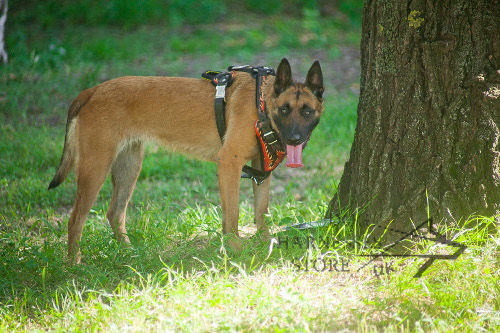 Designer Dog Harness with "Flame" Ornament for Belgian Malinois