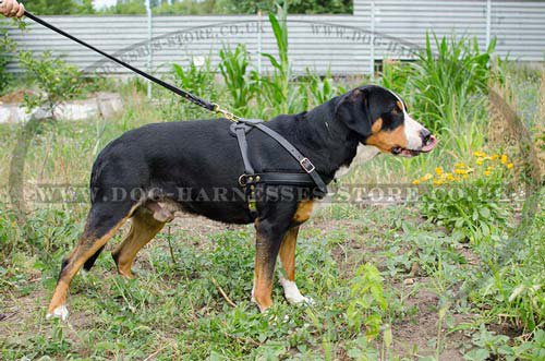 Dog pulling harness for Swiss Mountain dog