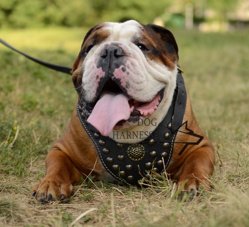 English Bulldog Harness with Studs