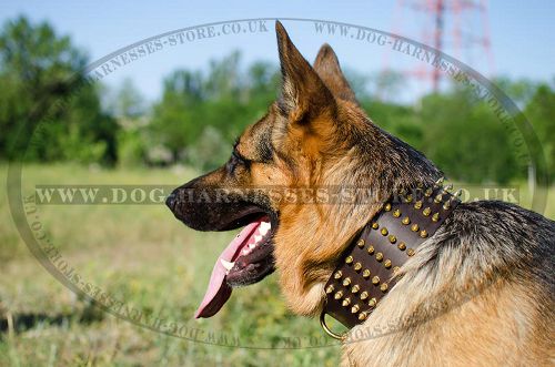Extra Wide Dog Collar with Brass Spikes for German Shepherd