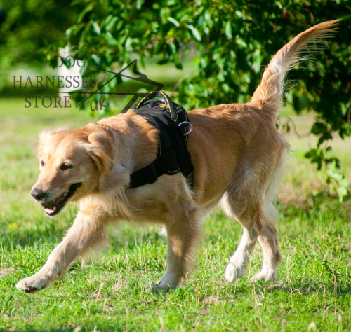 Dog Flyball Harness