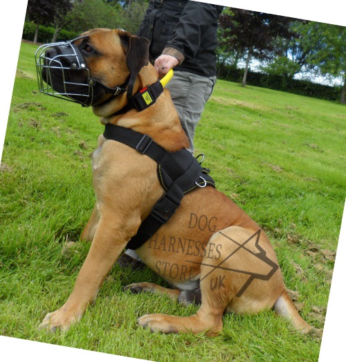 Walking Dog Harness UK for Mastiffs, Best Suit and Comfort! - Click Image to Close