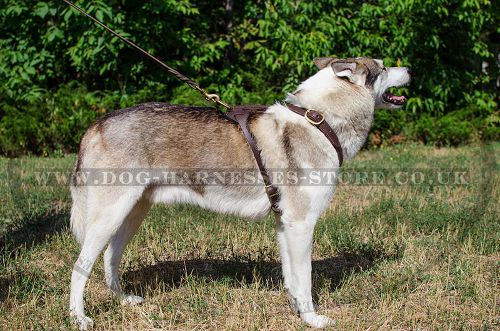 Handmade Dog Harness of Two-Ply Leather for West Siberian Laika