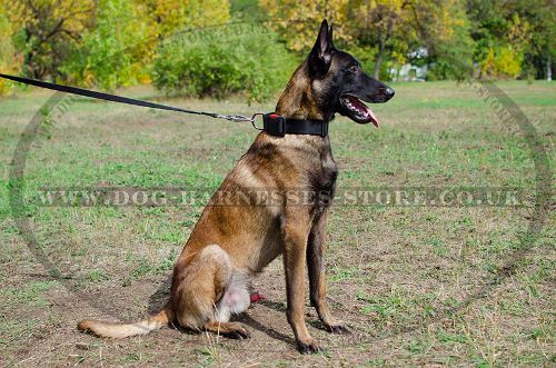 Nylon Dog Collar with Quick-Release Buckle for Malinois