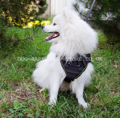 Nylon Dog Harness with Padded Chest Plate for Japanese Spitz