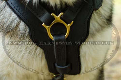 Padded Leather Dog Harness for Husky, Large UK