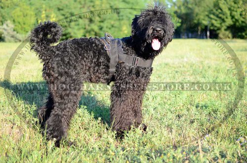 Black Russian Terrier Multi-Purpose Nylon Harness UK